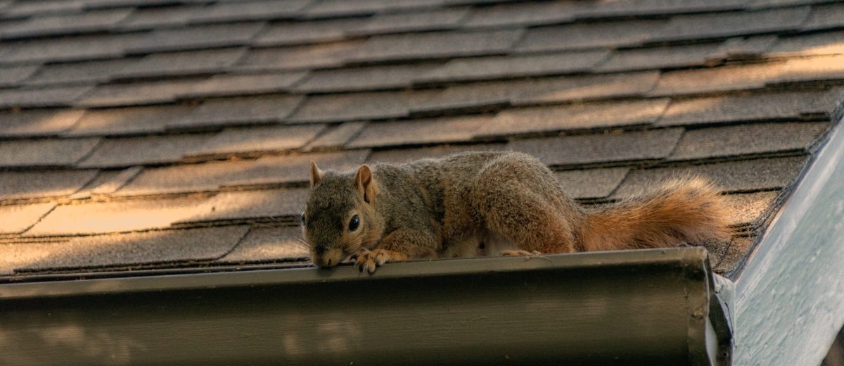 squirrel control London