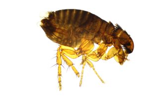 Cat Flea