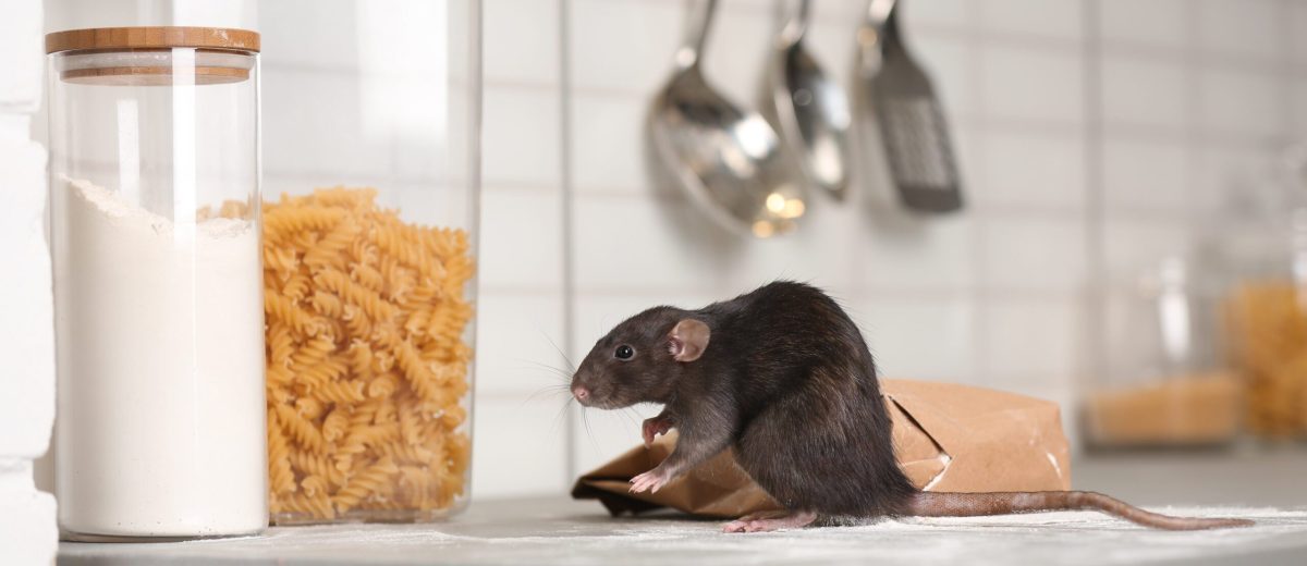 rat control London