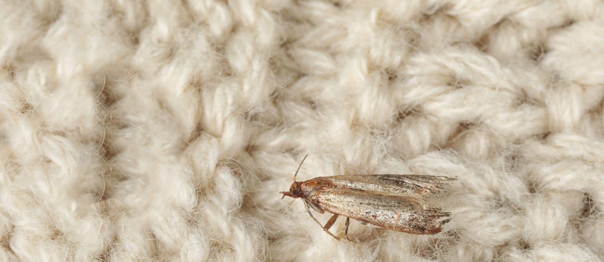 clothes moth removal