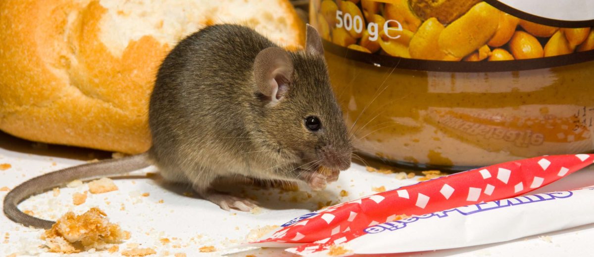 House mouse inside a house eating food
