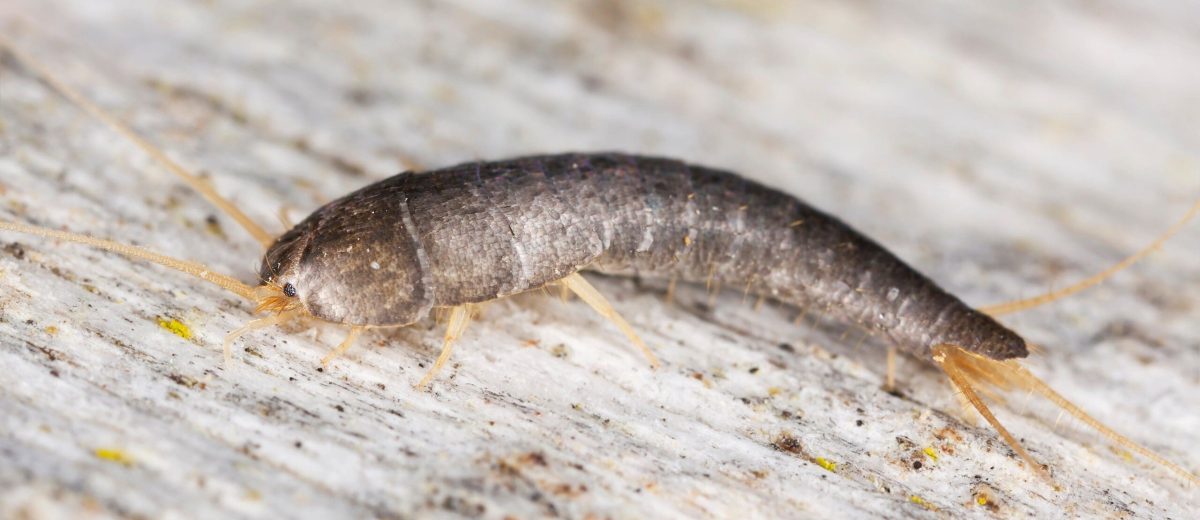 Silverfish close up in home