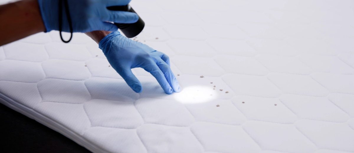Bed Bug Infestation And Treatment Service. Bugs Extermination