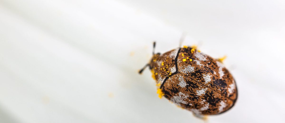 carpet beetle control London