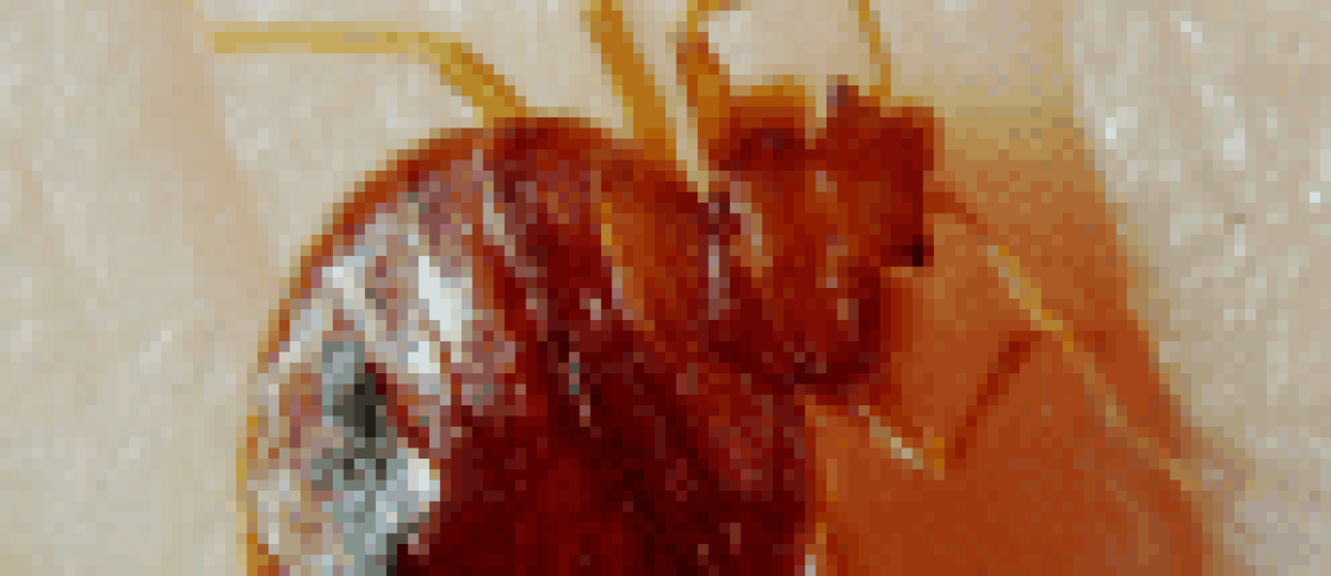 Bedbug
