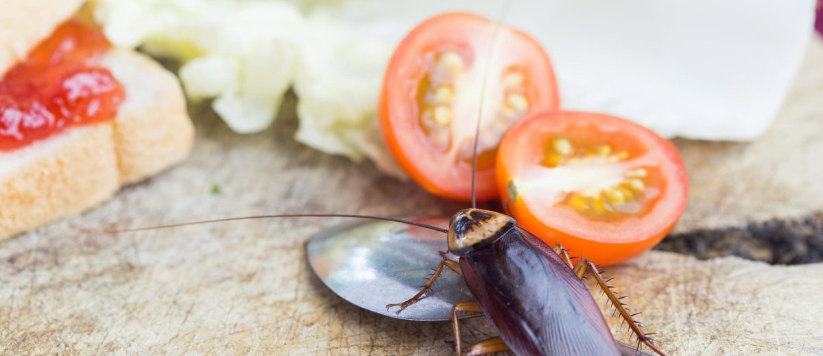cockroach control London