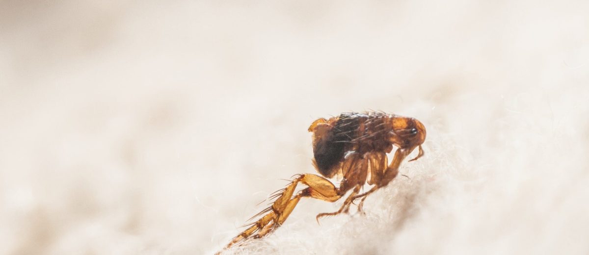 flea killer