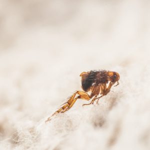 flea killer
