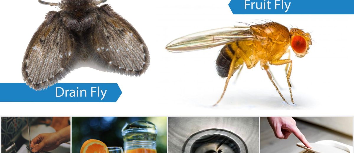 Fruit Fly vs Drain Fly
