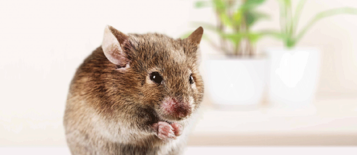 House-Mouse-scaled