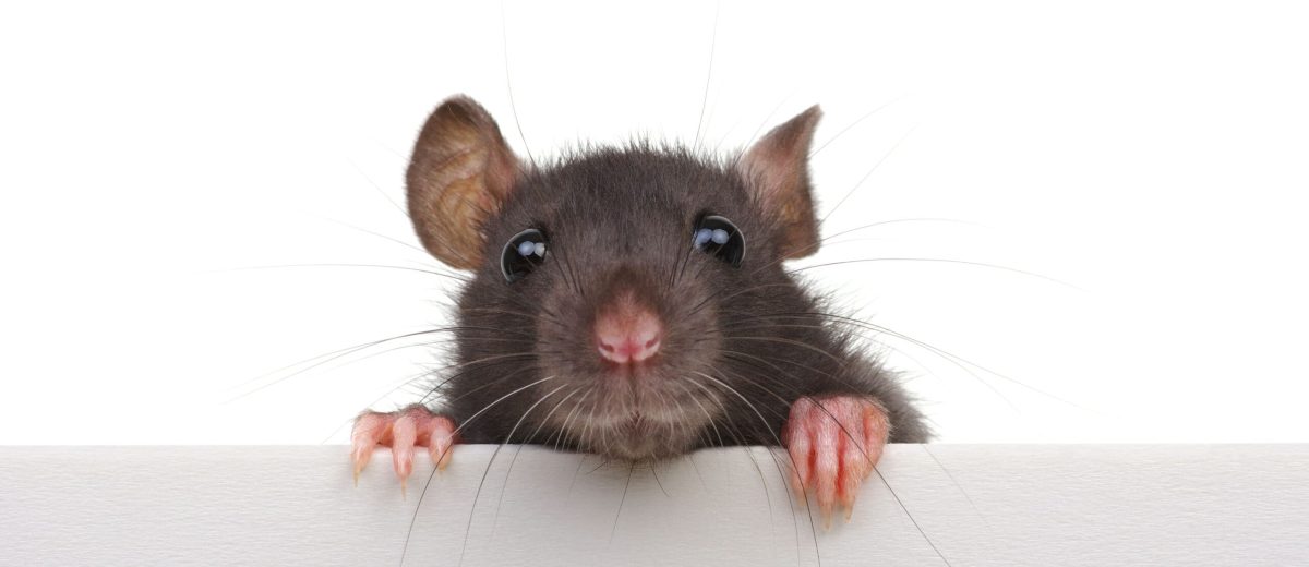 Black rat isolated on white background. Funny animal