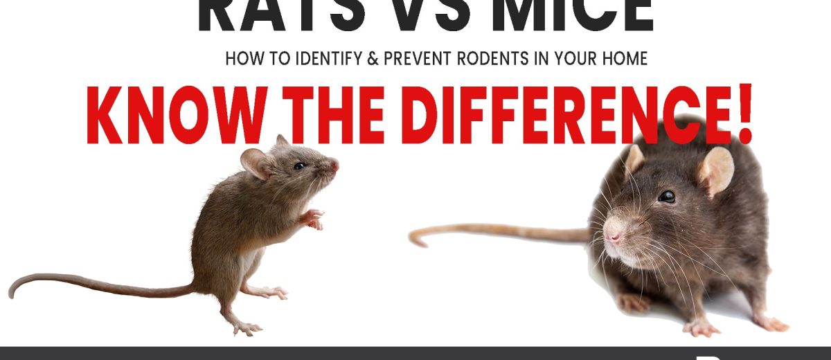 Rats vs mice video