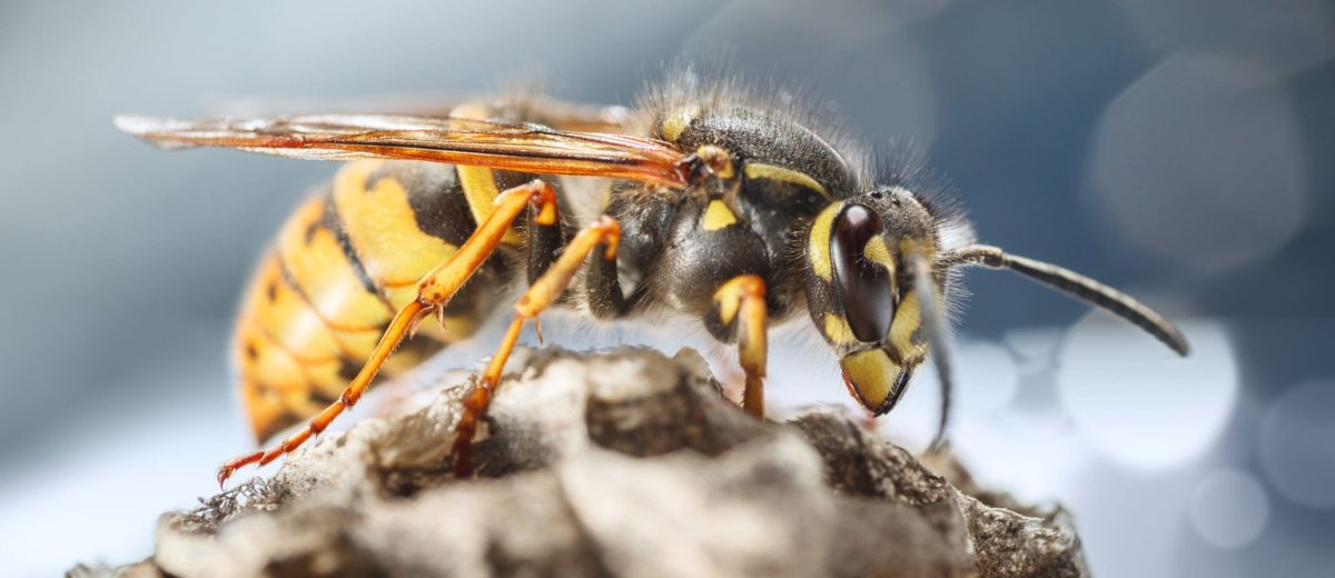 wasp nest removal