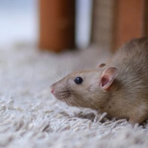 mouse control london