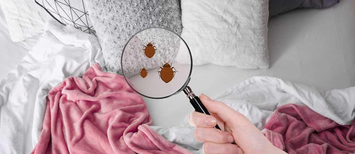 bedbug control London