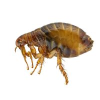 flea control London