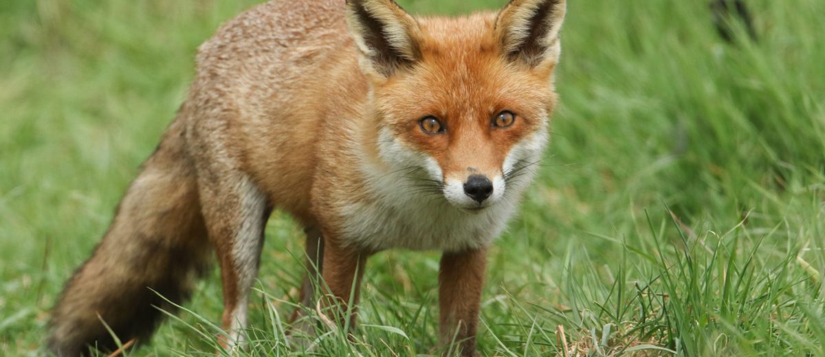 fox