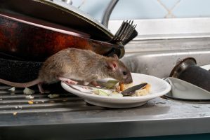 mouse control London