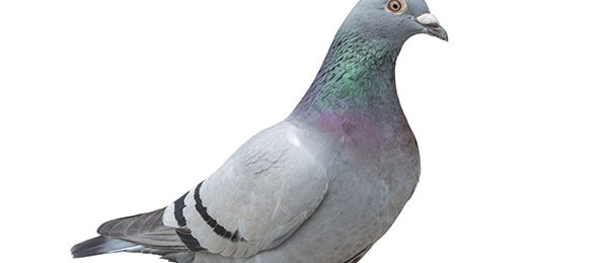 Pigeon Control London