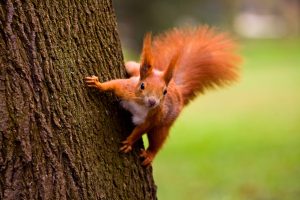 Red squirrel