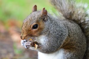 grey squirrel