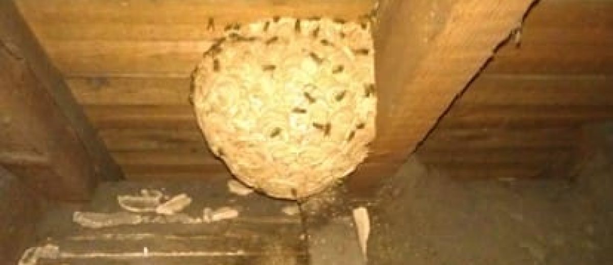 wasp nest in loft
