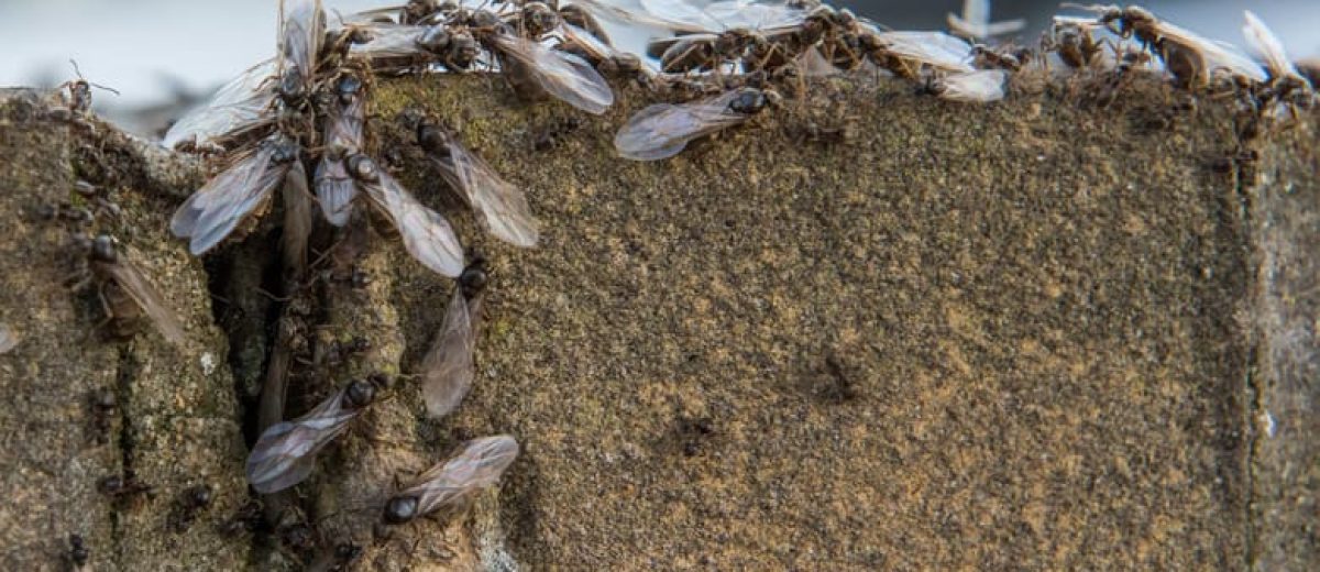 Flying ants emerge from a crack in a garden wall on August 10, 2021 in Leigh on Sea, England. (Photo by John Keeble/Getty Images)